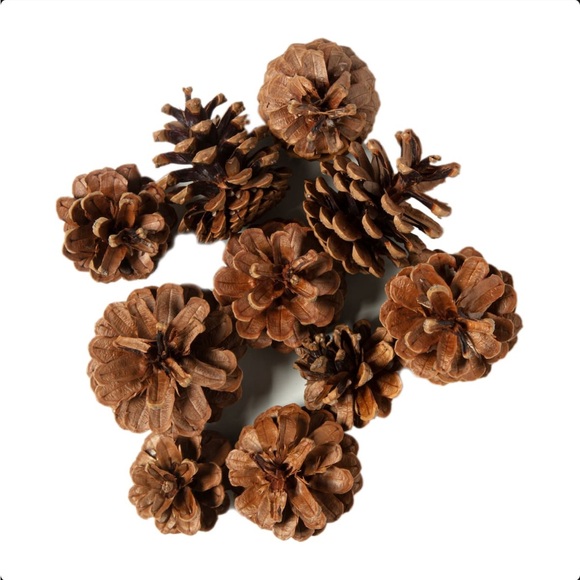 Pinecones Bag by Ashland Cinnamon Scented 3 Dry Quarts 10 pcs 2”-3” Each - Picture 1 of 3